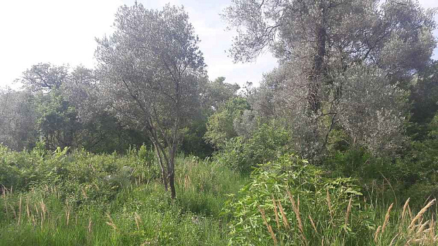 Land in Budva — photo 4