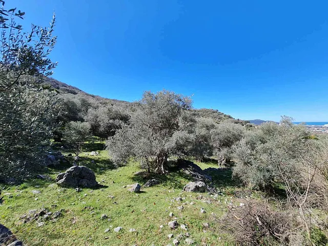 Olivenhain in Bar — photo 4