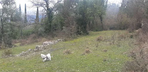 Grundstück von 9800 m2 in einem der Bezirke Herceg Novi - Mojdez