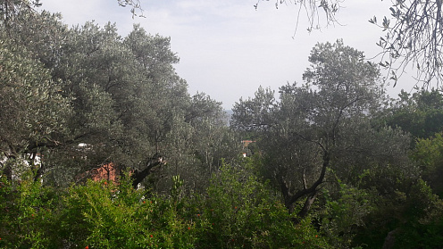Land in Budva