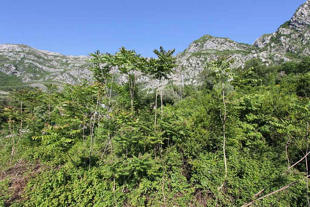 Grundstück in Risan — photo 4