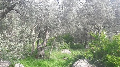 Land in Budva