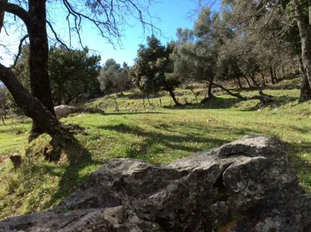 Land in Podi — photo 4