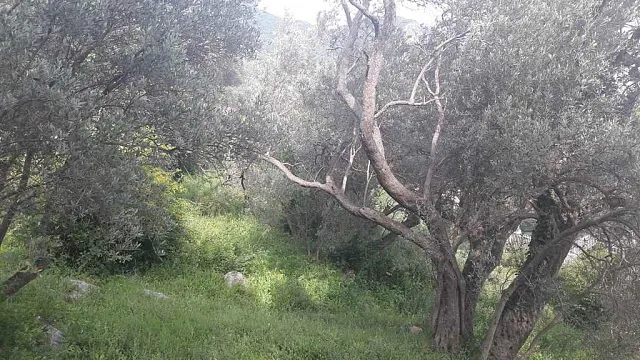 Land in Budva — photo 7